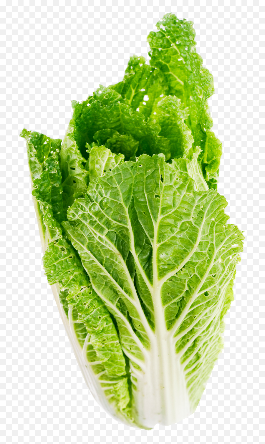 Romaine Lettuce Png Free Download Png Arts - Lettuce Leaves Png Emoji,Soggy Lettuce Emoji