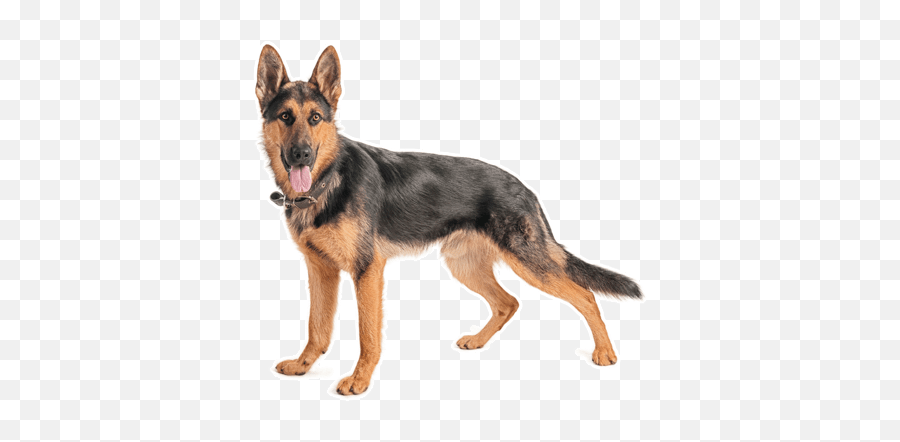 German Shepherd Dog Puppies For Sale In - Pecheras Para Perros Militares Emoji,German Sheppherd Emotions Based On Ears