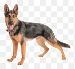 German Shepherd Dog Puppies For Sale In - Pecheras Para Perros Militares Emoji,German Sheppherd Emotions Based On Ears