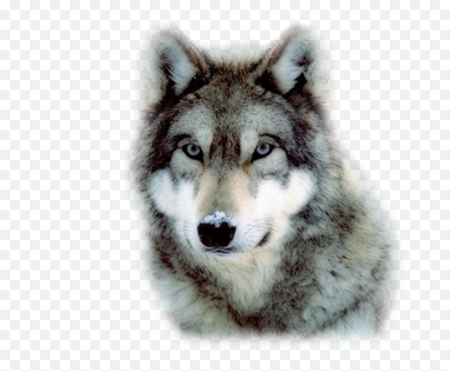 Wolf Head Face Png Images Download - Yourpngcom Emoji,Emojis Pnh