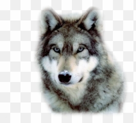 Wolf Head Face Png Images Download - Yourpngcom Emoji,Emojis Pnh