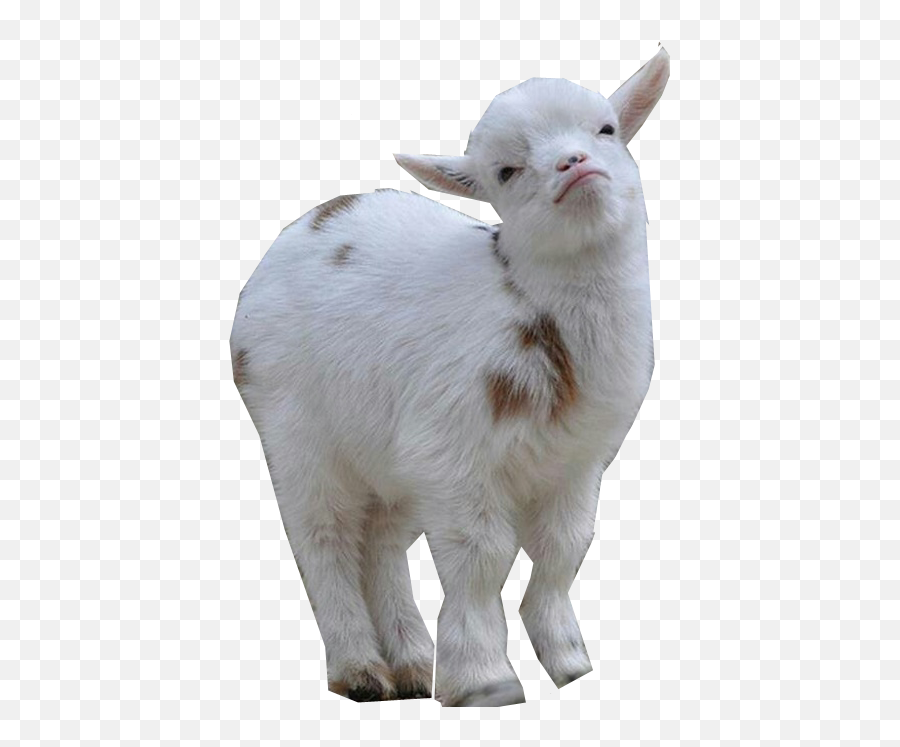 Pygmy Goat Png U0026 Free Pygmy Goatpng Transparent Images - Baby Goat Transparent Background Emoji,Goat Emoji