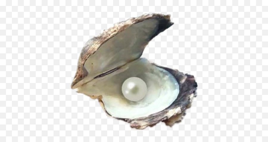 Popular And Trending - Pearl Emoji,Oyster Emoji