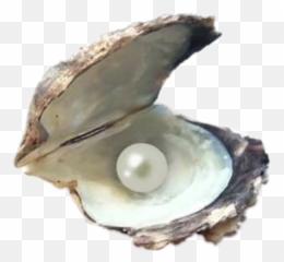Popular And Trending - Pearl Emoji,Oyster Emoji