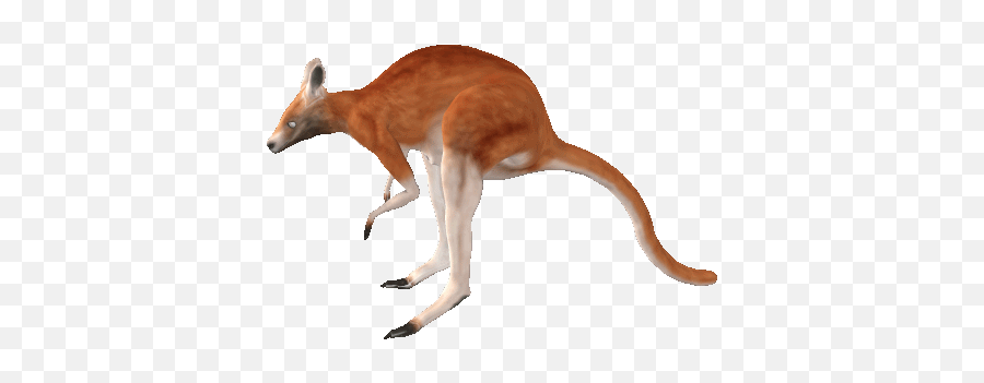 Top Kangaroo Animal Stickers For - Hopping Kangaroo Gif Emoji,Kangaroo Emoji