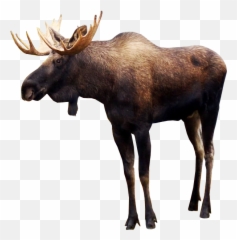Moose Graphics - Moose Png Emoji,Moose Emoji Copy And Paste