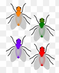 Flies Clipart Flies Transparent Free For Download On - Clip Art Emoji,Time Flies Emoji