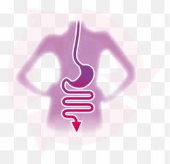 Órganos Partes Externos Femeninos - Que Es La Función De La Regula El Tránsito Intestinal Emoji,Fruit Emoji For Vagina