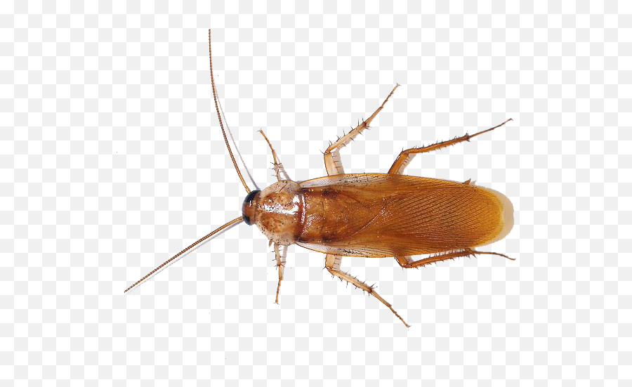 American Cockroach Png Photo - American Cockroach Png Emoji,Cockaroch Emoji