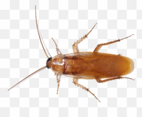 American Cockroach Png Photo - American Cockroach Png Emoji,Cockaroch Emoji