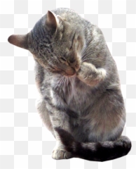 Cat Sticker - Real Transparent Cat Clipart Emoji,Grey Tabby Emojis