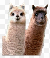 Animals Smile Emotions Sticker - Lama Cute Emoji,Animals Emotions