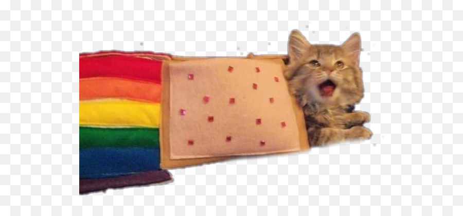 Discover Trending - Real Life Nyan Cat Emoji,Nyan Cat Emoji