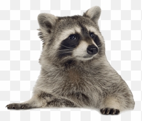 How To Create An Animated Hero Banner Emoji,Raccoon Couple Emoji