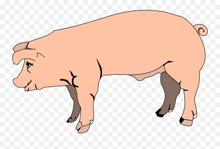 Cute Pig Png Hd Transparent Cute Pig Hd - Male Pig Clipart Emoji,Cute Pig Emoticon