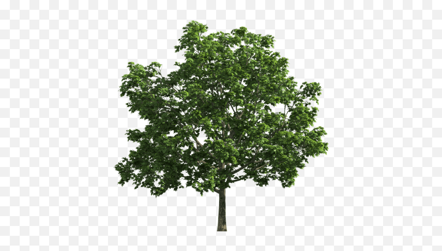 Black Walnut Tree Png U0026 Free Black Walnut Treepng - Deciduous Tree Clipart Png Emoji,Walnut Emoji