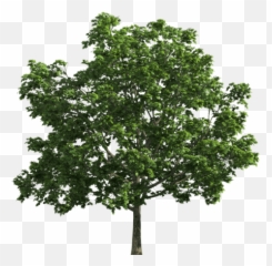 Black Walnut Tree Png U0026 Free Black Walnut Treepng - Deciduous Tree Clipart Png Emoji,Walnut Emoji