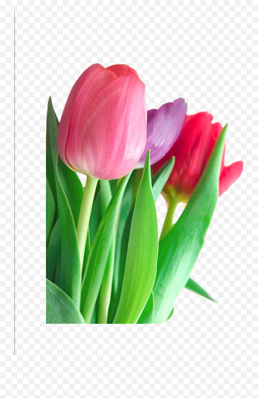 Tulip Png Clipart Png Mart Emoji,Magnolia Emojis