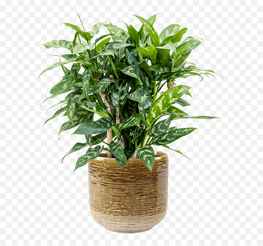 Aglaonema Maria Emoji,Plant Emoji In Pot