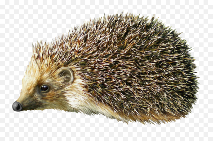European Hedgehog - Transparent Porcupine Png Emoji,Hedgehog Emoji Android