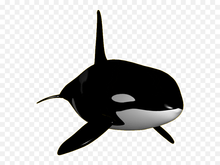 Orca Whale Sticker - Orca Whale Transparent Clipart Emoji,Orca Emoji