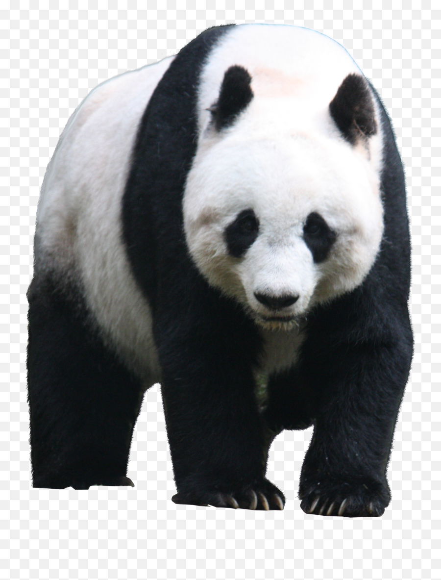 Panda Png Animal Images Panda Bear Cute Panda Baby Panda - Giant Panda Transparent Background Emoji,Red Panda Emoji