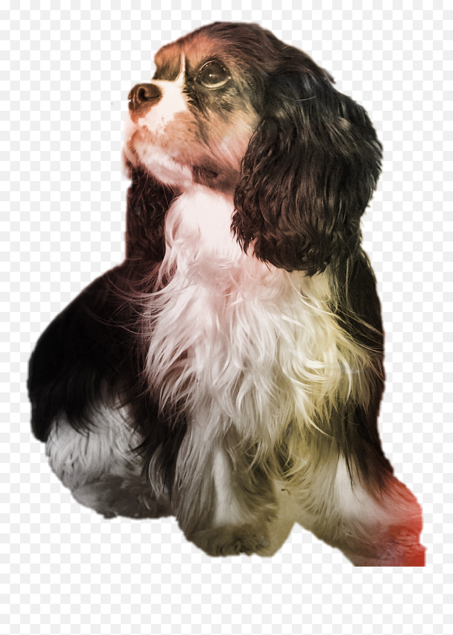 Dog Puppy Cavalier Cavalier King - Cavalier King Charles Spaniel Emoji,Cavalier King Charles Spaniel Sticker Emoji