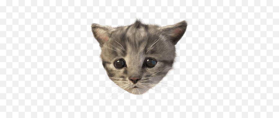 Little Kitten Stickers - Domestic Cat Emoji,Grey Tabby Emojis