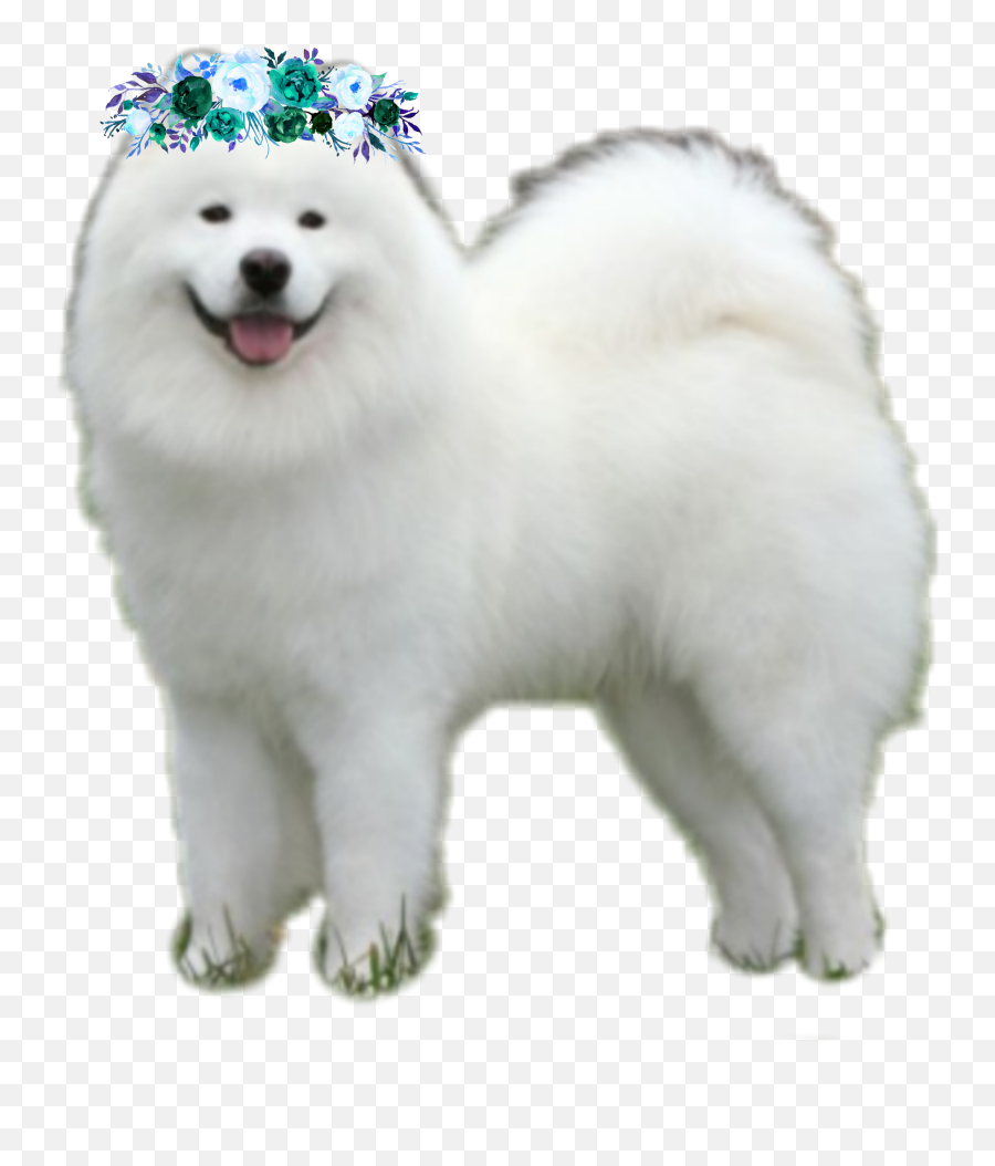 The Most Edited Samoyed Picsart - Japanese Spitz Emoji,Eskimo Dancing Emojis