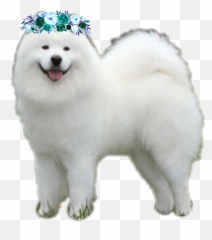 The Most Edited Samoyed Picsart - Japanese Spitz Emoji,Eskimo Dancing Emojis