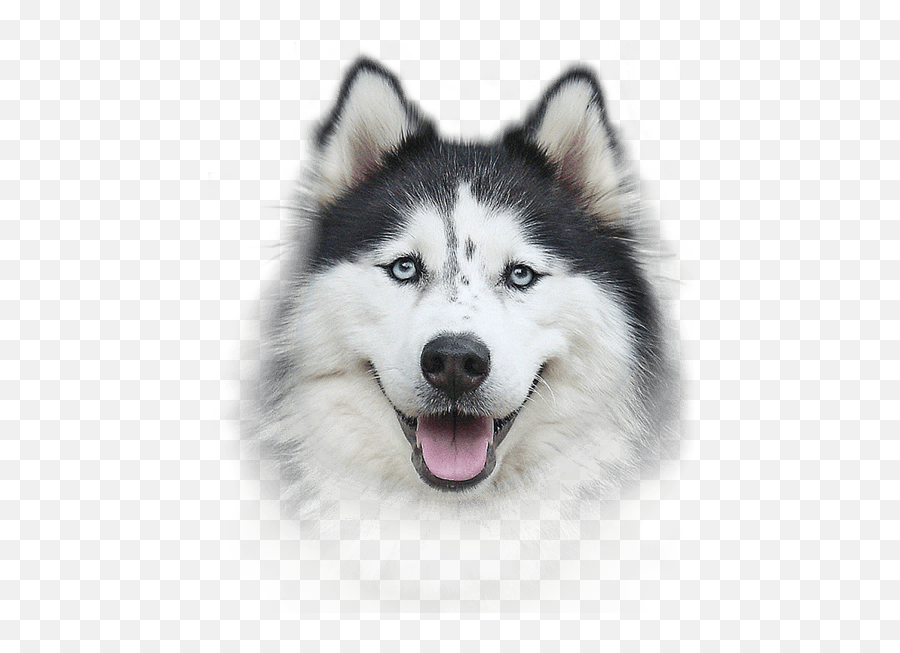 Husky Png Photos Emoji,Husky Emojis