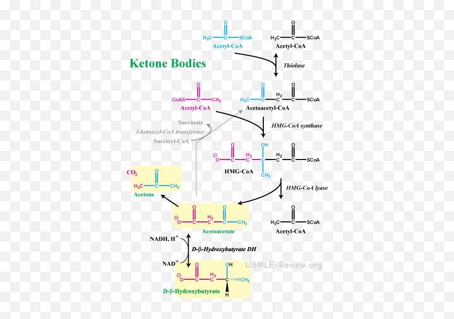 What Are Ketone Bodies Used For - Slide Share Emoji,Lazarus Singer Emotion Theory Difference Mcat