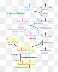 What Are Ketone Bodies Used For - Slide Share Emoji,Lazarus Singer Emotion Theory Difference Mcat