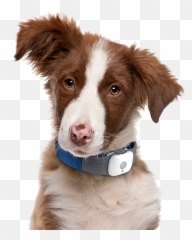Dog Face Png - Decoding Your Dog Emoji,Dog Face Emoji