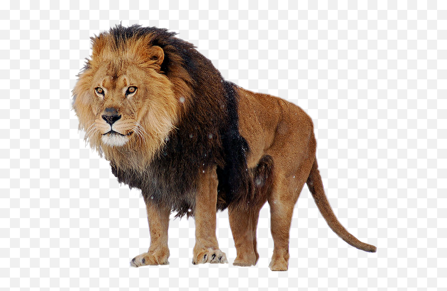 The Coolest Lion Animals U0026 Pets Images And Photos On Picsart - Niveles De Organizacion Ecologica Individuo Emoji,Lion Emoji