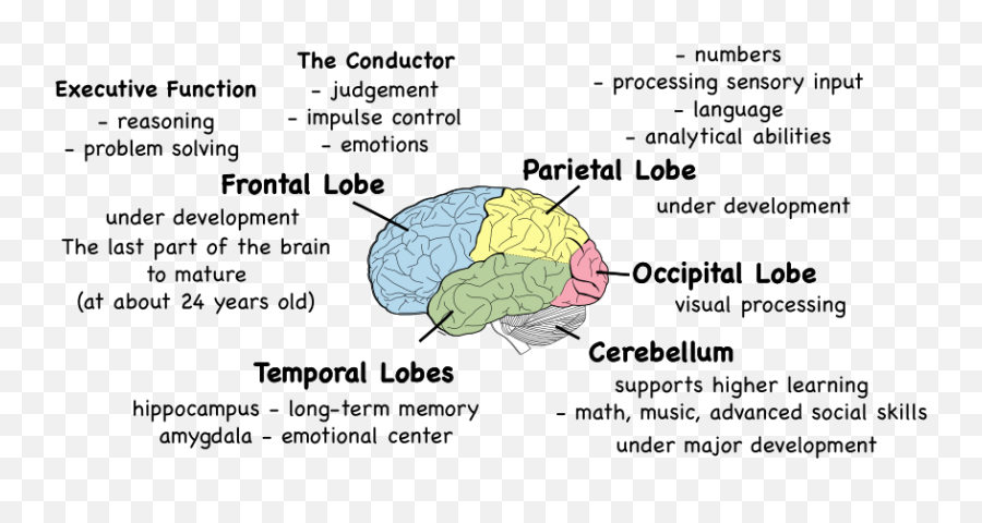 Pin On Inspo U0026 Info - Each Lobe Of The Brain Responsible Emoji,Major Emotions