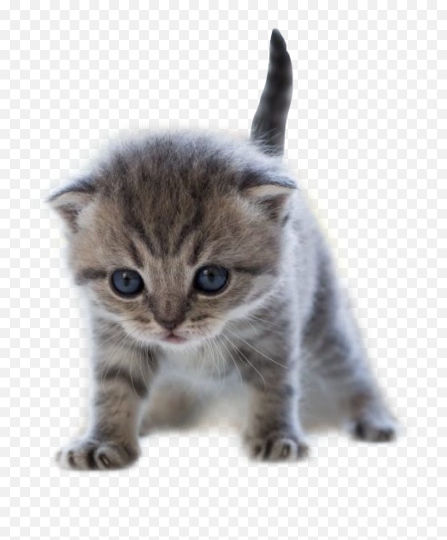 The Most Edited - Kitten Cat Emoji,Grey Tabby Emojis
