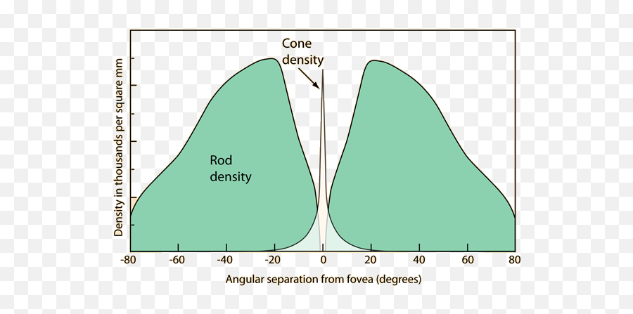 The Rods And Cones Of The Human Eye - Fovea Cones And Rods Emoji,Visual Graph Menstrual Cycle And Emotions