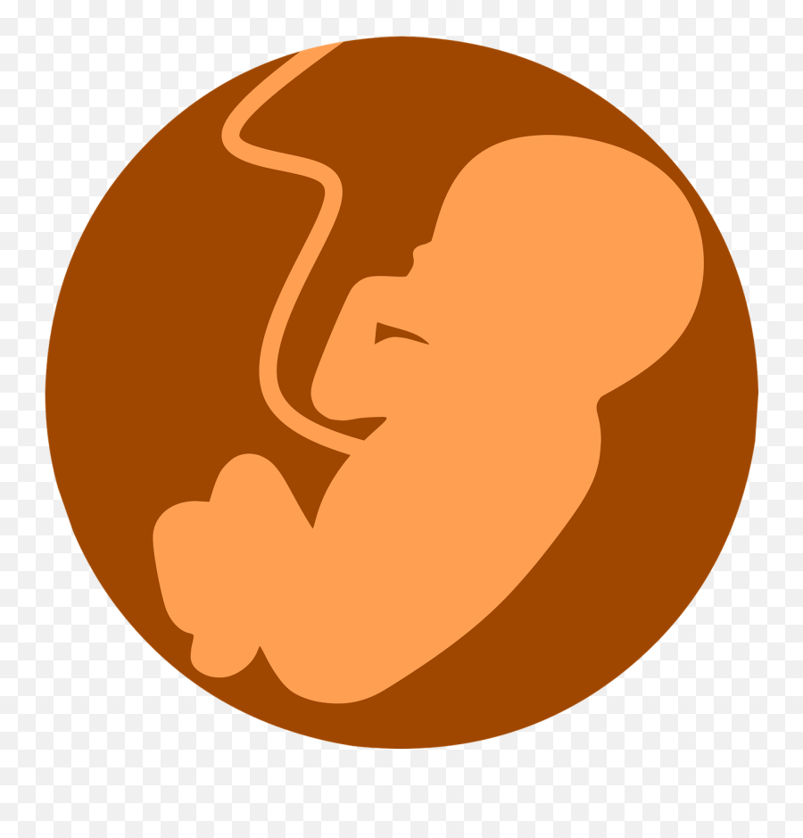 Delayed Cord Clamping - Embriologia Png Emoji,Erbluhen Emotion 2v2