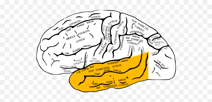 Qué Es Un Deja Vu - Medial Temporal Lobe Emoji,Epilepsia De Emojis