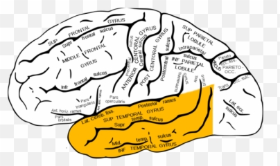 Qué Es Un Deja Vu - Medial Temporal Lobe Emoji,Epilepsia De Emojis