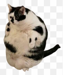 Discover Trending Dik Stickers Picsart Emoji,Cat Emojis Xat