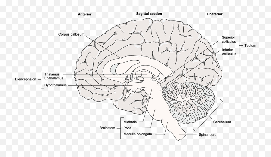 124 Diencephalon Brainstem Cerebellum And Limbic System - Brain Emoji,Hypothalamus Emotions