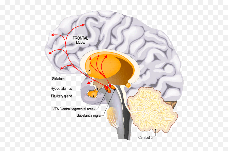 Beginners Guide To Modafinil Addiction Dependence And Emoji,Ventral Striatum Emotion Face