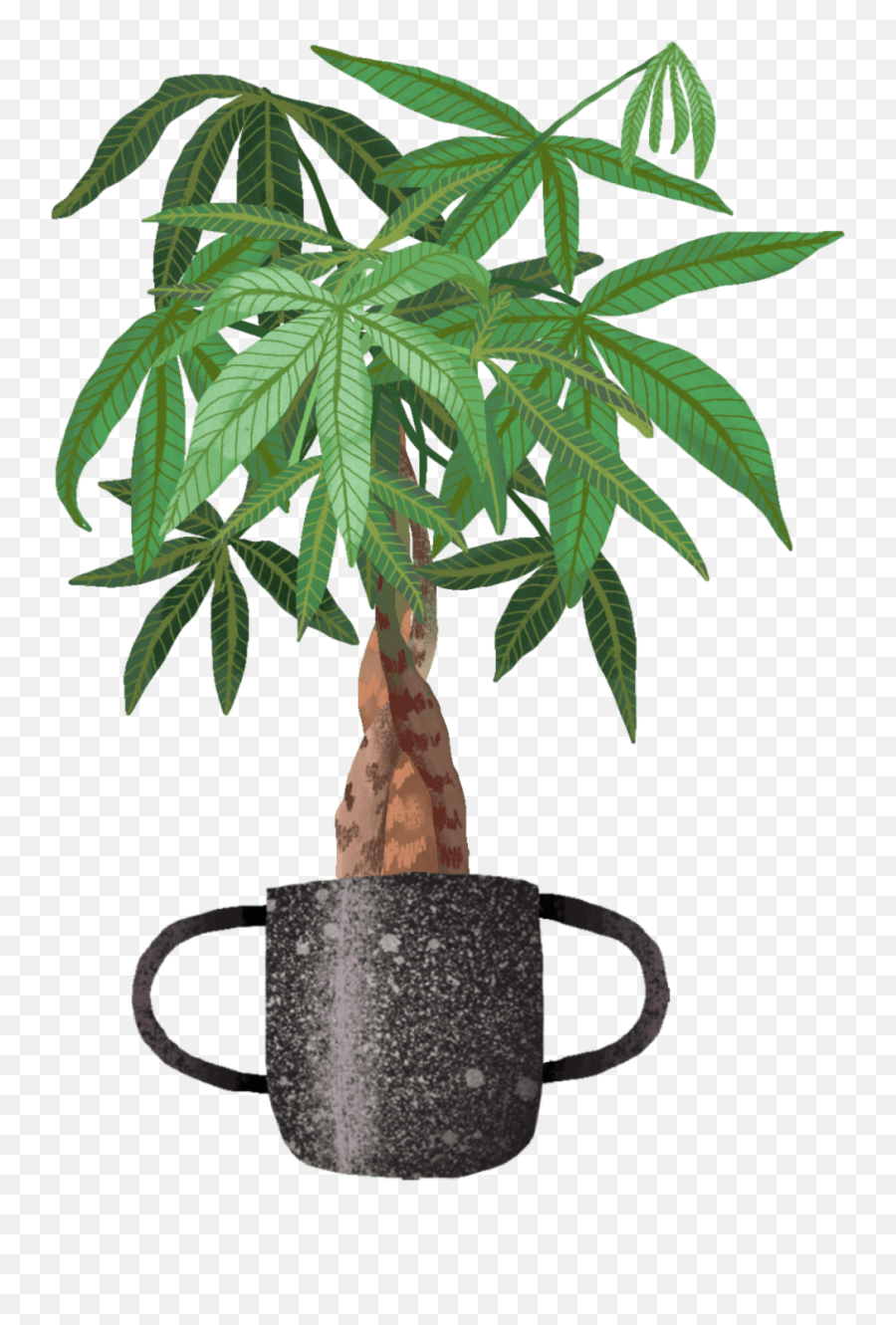 Money Tree Plant Care Guide Emoji,Plant Emoji In Pot