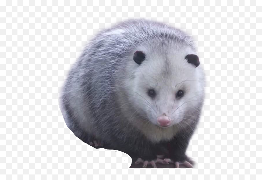 Opossum Possum Garbagecore Sticker - Quite A Plump Lad Emoji,Possum Emoji