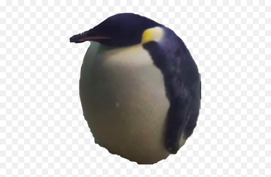 Discover Trending Pinguino Stickers Picsart - Emperor Penguin Emoji,Emojis De Pinguinos