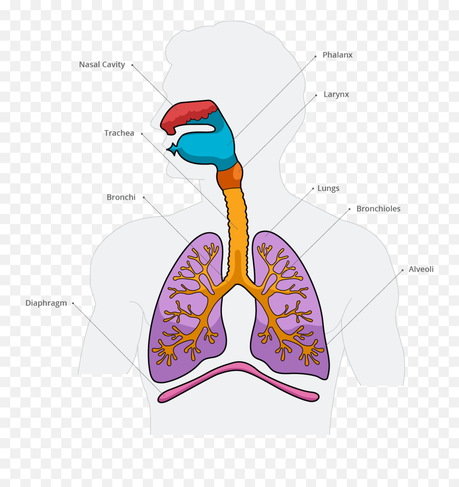 Biology Emoji - Shefalitayal Language,Emoji Binder Covers