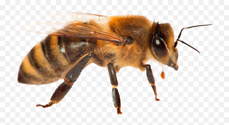 Animal Facts - Bees Safe Animal Squad Together We Can Bee Shutterstock Emoji,Bee Swarm Bee Emojis