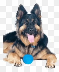 King Shepherd Training Personality - Dog Toy Emoji,German Sheppherd Emotions Based On Ears